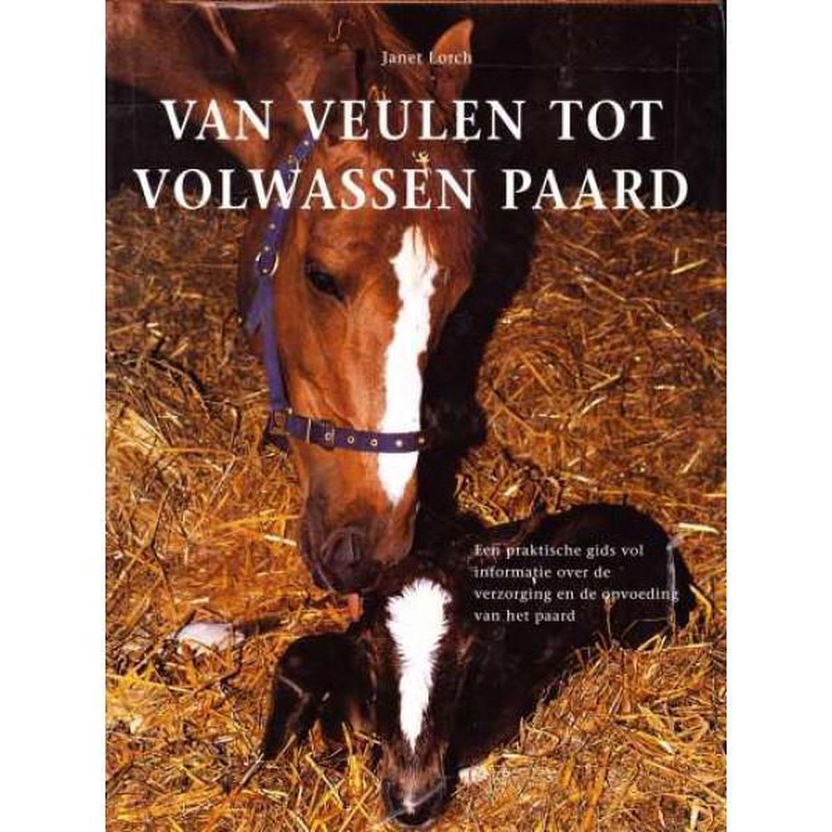 Van Veulen Tot Volwassen Paard