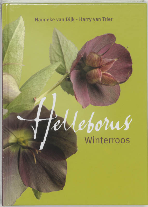 Helleborus