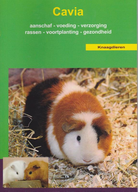 De cavia / Over Dieren