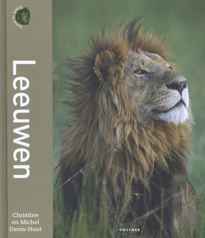 Beest in beeld - Leeuwen