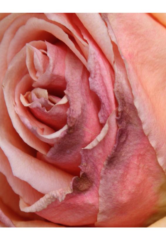 Ik ben onder de boom gevonden achterkant