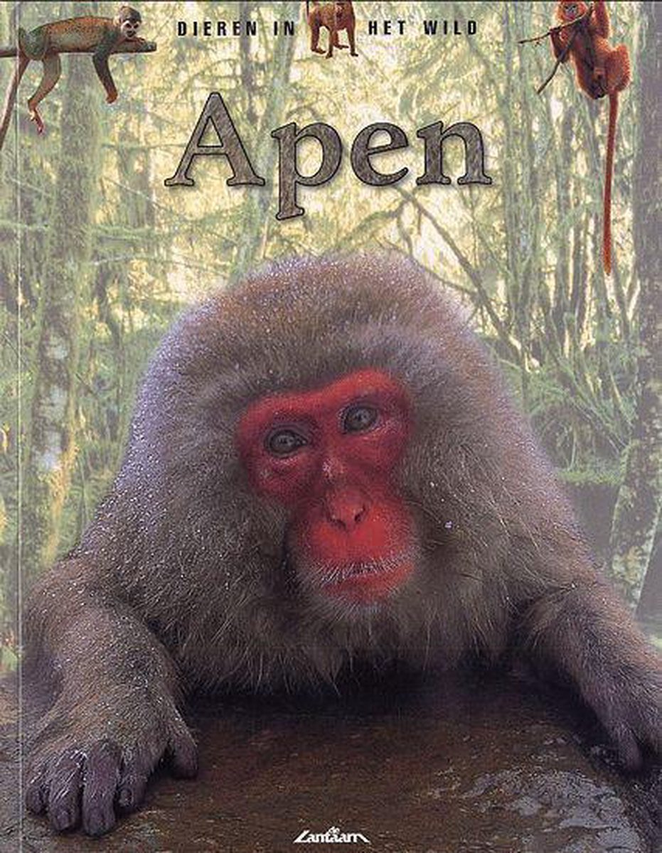 Dieren in het wild / Apen / Dieren in het wild