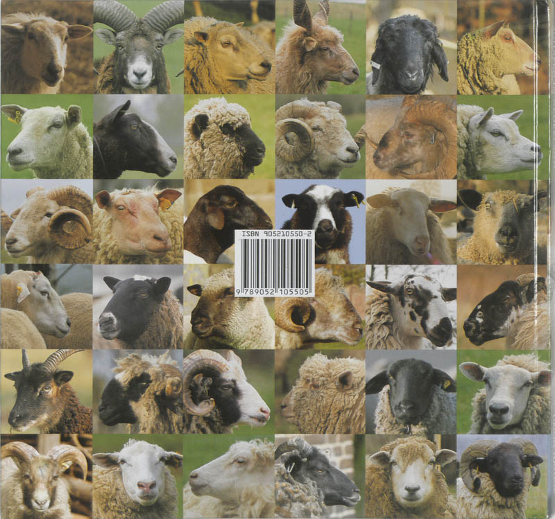 Schapen in Nederland achterkant