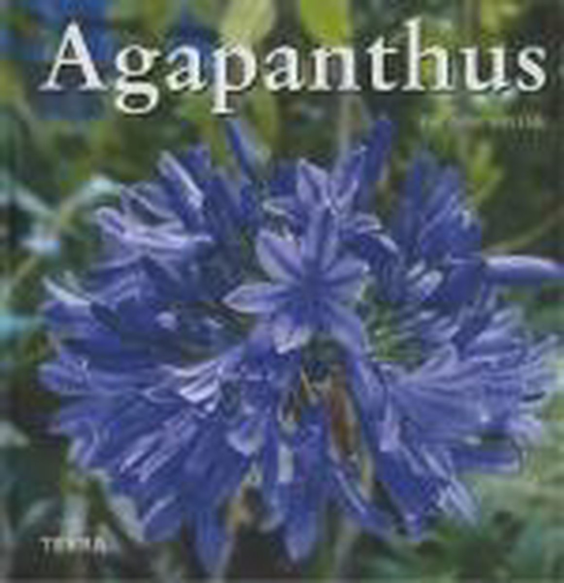 Agapanthus