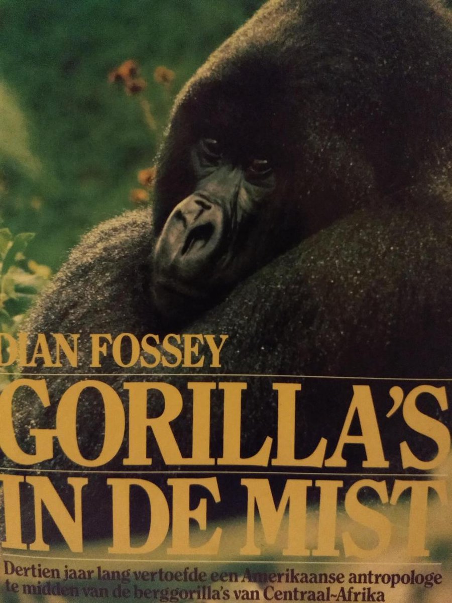 Gorilla's in de mist