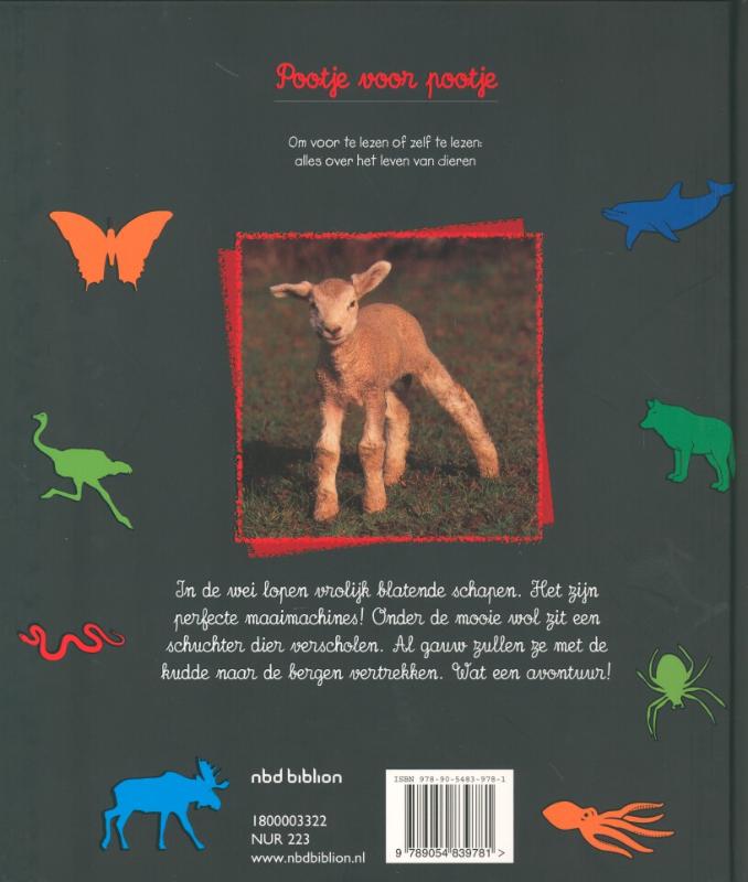 Schapen / Pootje voor pootje achterkant