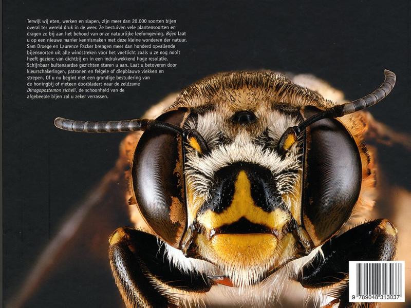 Bijen achterkant