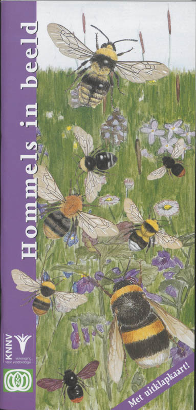 Hommels in beeld / In beeld / 6