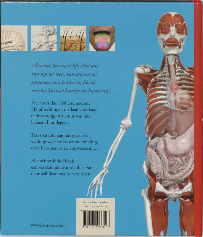 Het menselijk lichaam achterkant