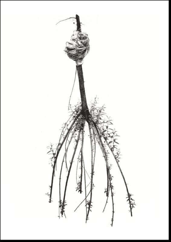 Sjoerd Buisman - in de tuin van de kunst/in the Garden of Art achterkant