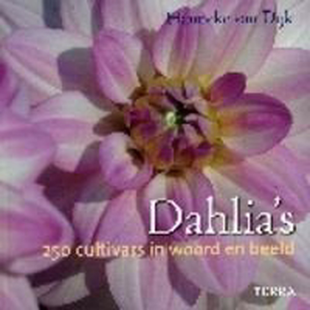 Dahlia'S
