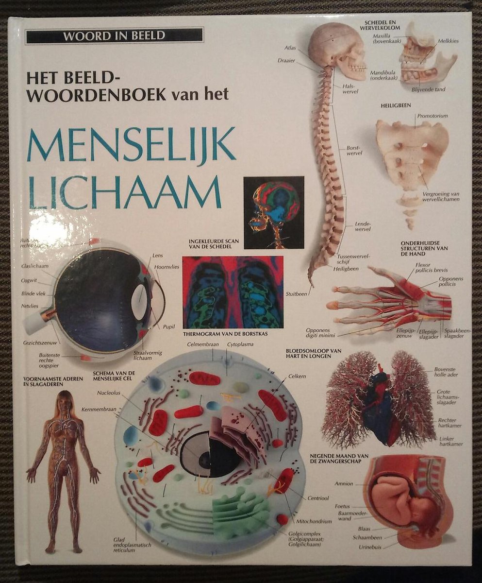 BEELDWOORDENBOEK-MENSELYK LICHAAM