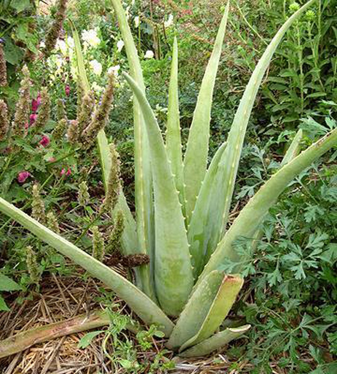 Aloe Vera Waardevol Voor Uw Gezondheid