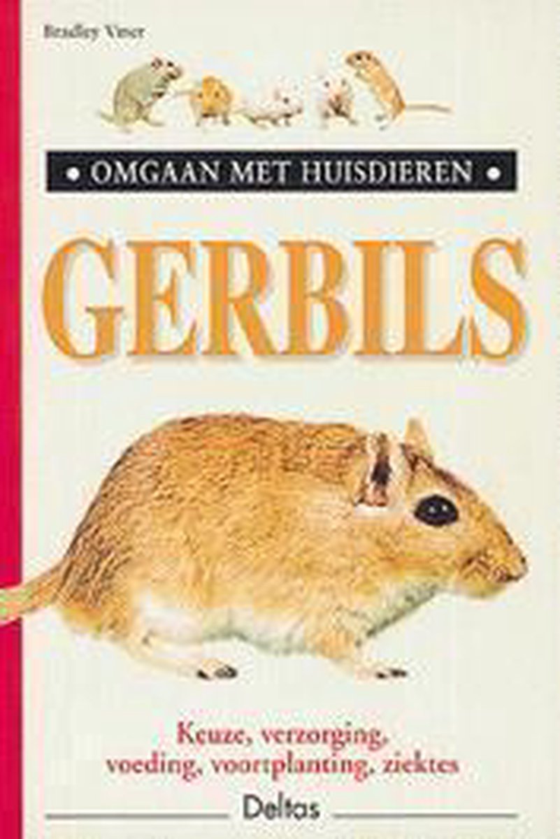 Gerbils Omgaan Met Huisdieren