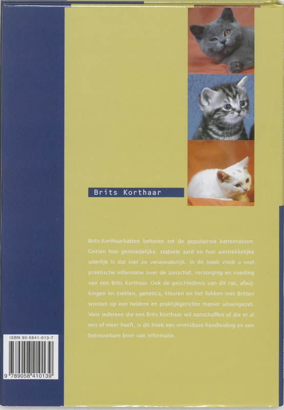 Britse Korthaar achterkant