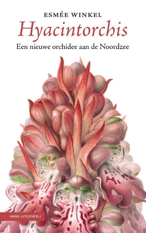 Hyacintorchis