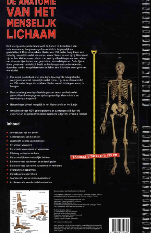 De anatomie van het menselijk lichaam achterkant