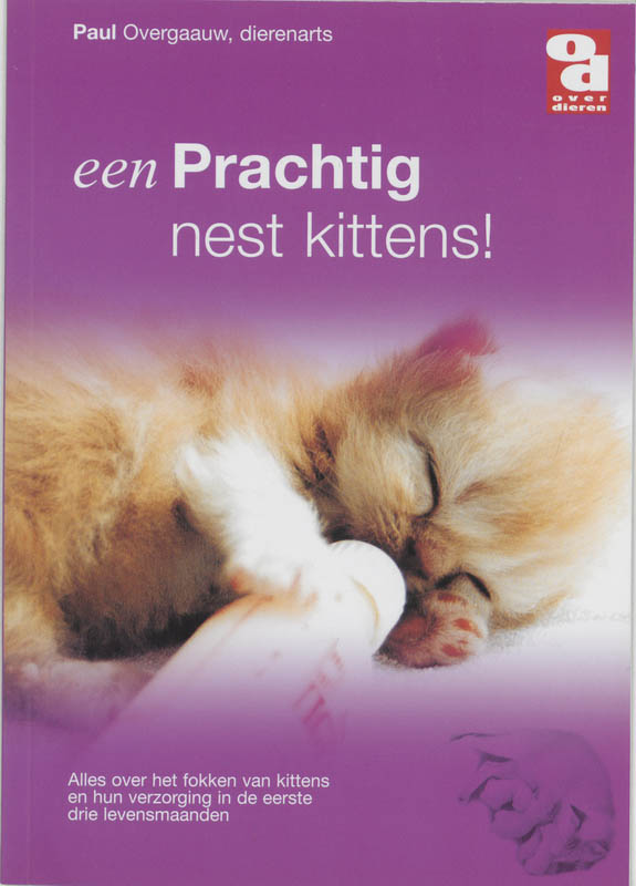 Een prachtig nest kittens! / Over Dieren / 0028